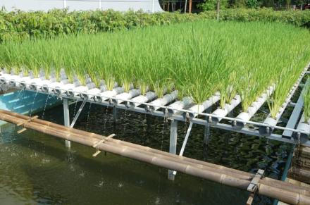 MENANAM PADI METODE HIDROGONIK