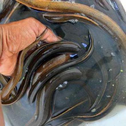 BUDIDAYA BELUT DALAM DRUM